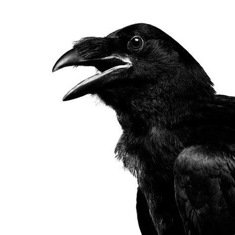 free raven photos|royalty free raven images.